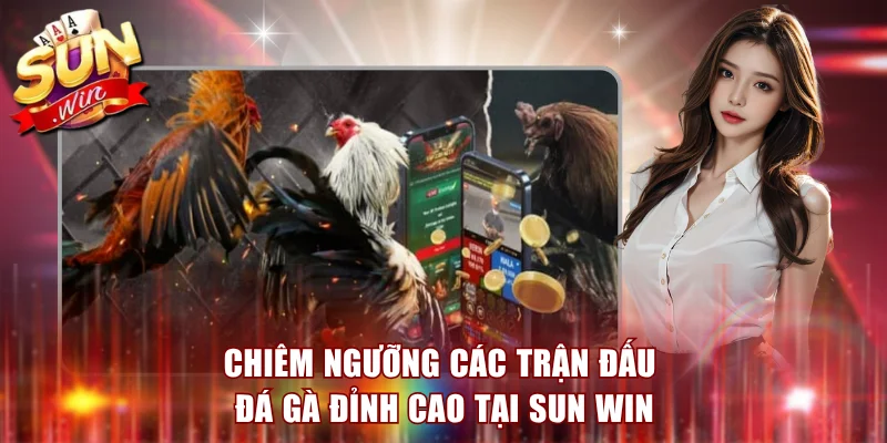 Chiêm ngưỡng các trận đấu đá gà đỉnh cao tại Sun Win